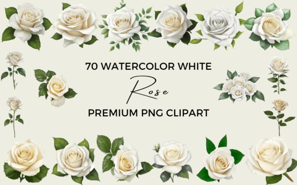70 Watercolor White Rose PNG Clipart Illustrations