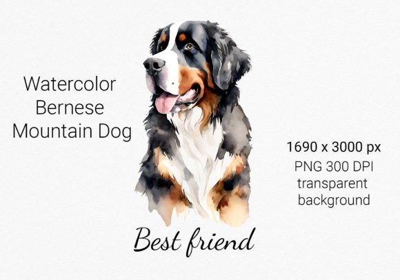 Watercolor Bernese Mountain Dog Illustrations