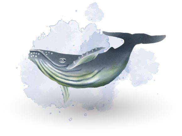 Whale Watercolor Clipart Illustrations for Branding
